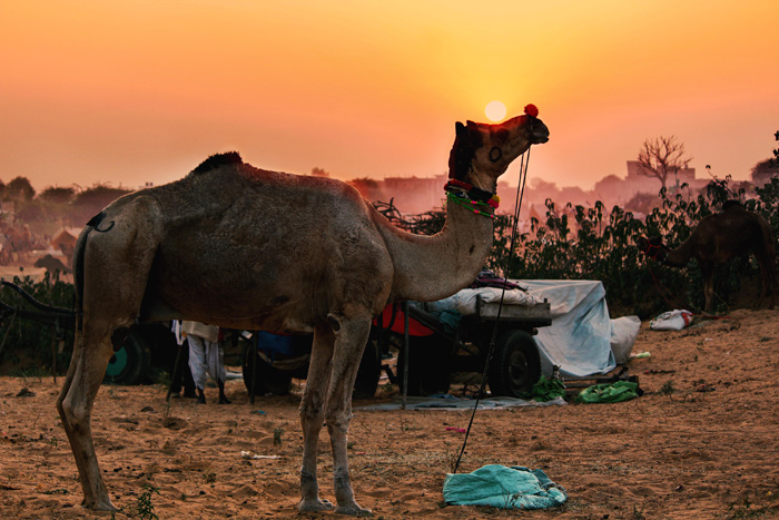 camel3_1